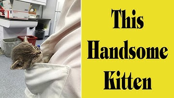 Warning: Cuteness Overload in This Vet