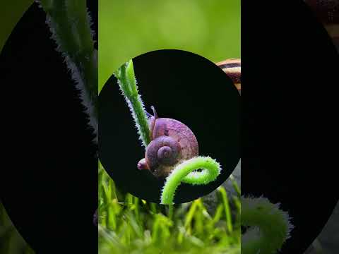 ভিডিও: গ্যাস্ট্রোপডস কোথায় বাস করত?