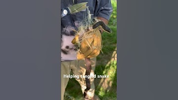 Rescuing snake entangled in netting.