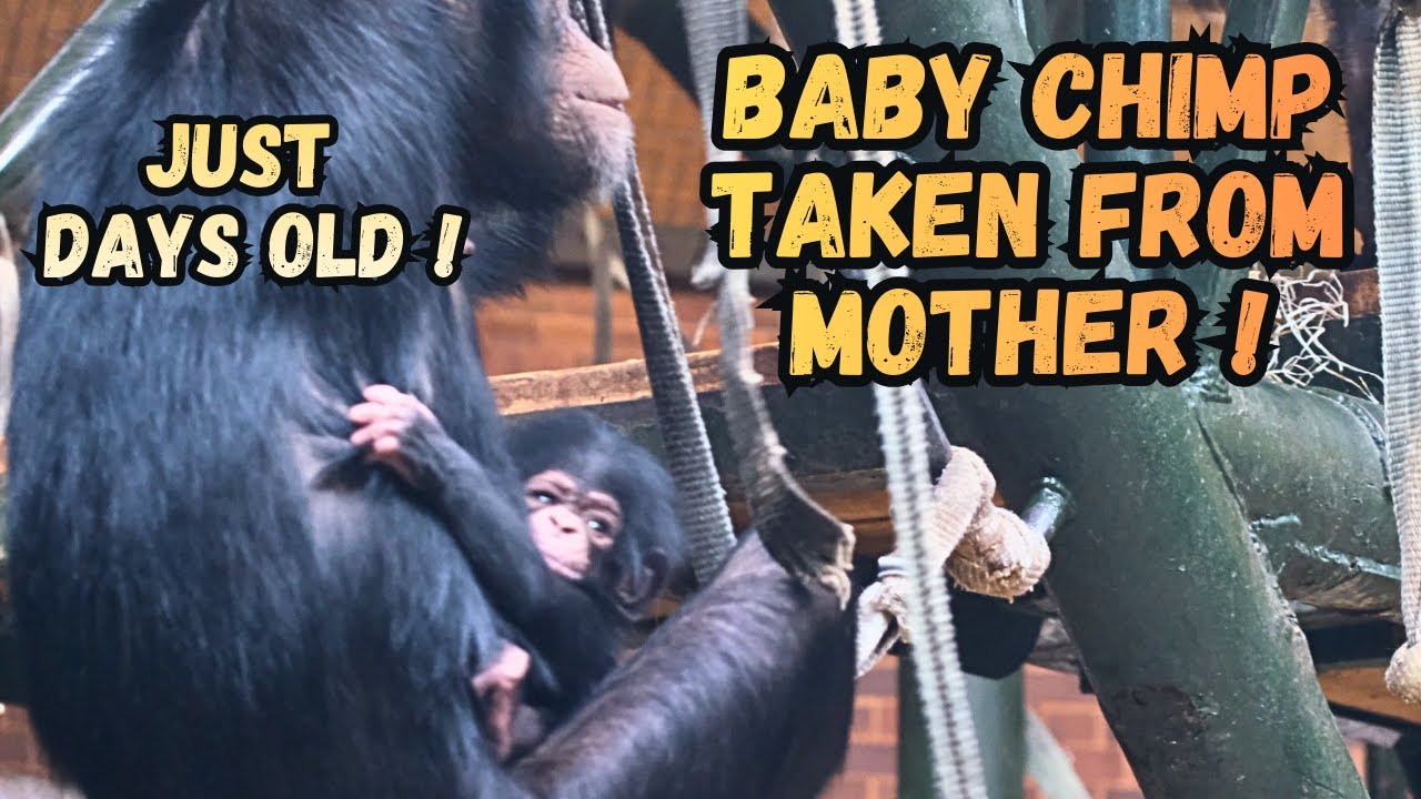 Shock! As Young Chimpanzee Steals Baby From Mother