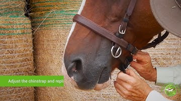 Fitting the LightRider Bitless Bridle - traditional styles
