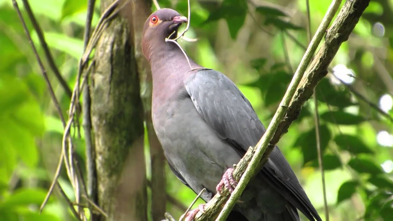 SCALY-NAPED PIGEON (Patagioneas squamosa) 