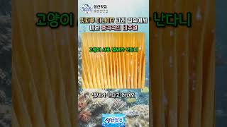 빗자루 아니야?! 고래 입속에서 나온 충격적인 비주얼 🐋🧹#shorts #유튜브쇼츠 #생선맛집 #고래수염 #발린 #혹등고래 #해양생물 #여과섭식