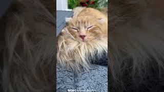 An adorable Tomball catnap