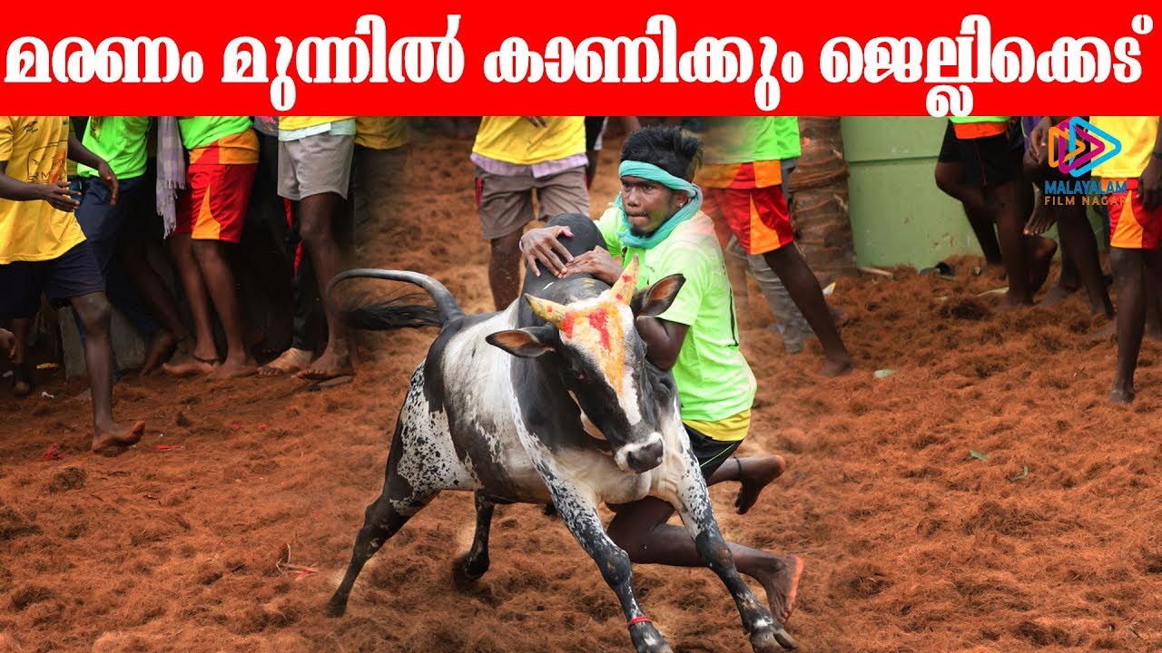 Jallikattu 2020 at Trichy Manapparai | 
