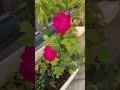 Beautiful Garden rose flower