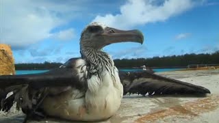 The Dangers of Marine Debris to the Albatross | Hawaii - Message in the Waves | BBC Studios