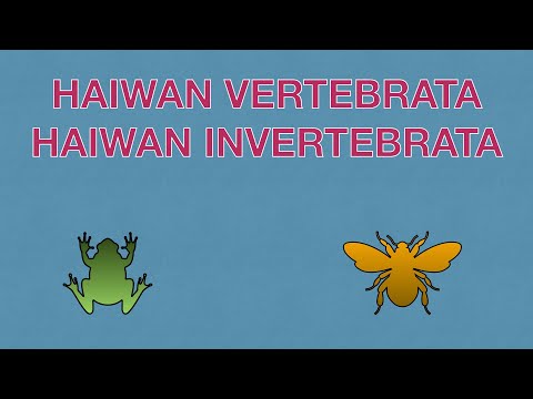 Video: Perbezaan Antara Vertebrata Dan Invertebrata