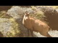 Chamois hunting nz 2018 (short clip)