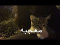 نانسي عجرم معجبه مغرمه حد يقول له اني بحبه الحب ده كله مسرع