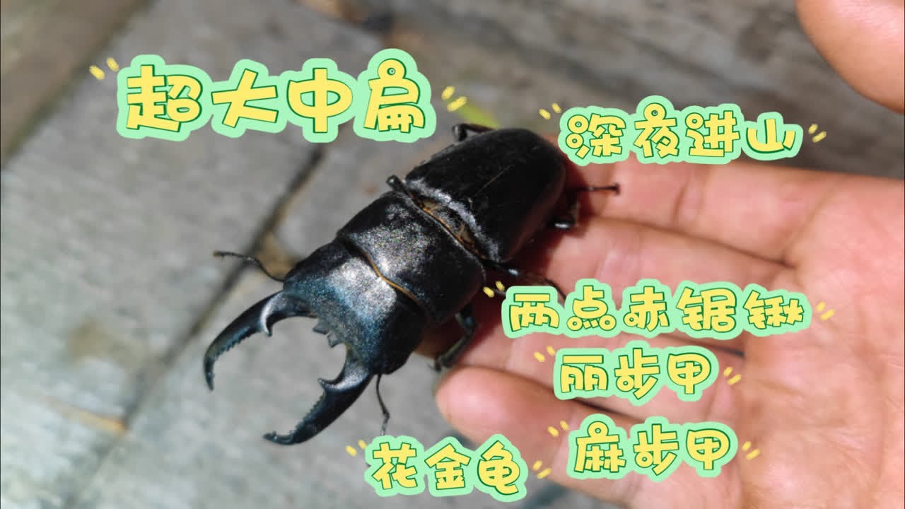 【秦岭虫社】六月进山夜刷,一晚刷三个峪口!收货颇丰 - YouTube