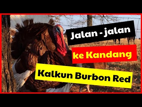 belajar-ternak-ayam-kalkun-ii-sukses-ternak-ayam-kalkun-burbon-red