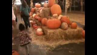 October 2013 @ Pumpkin Patch in Fresno, ca