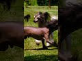 A Breed that Looks like a Toy! | Too Cute! | Animal Planet