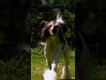 A Breed that Looks like a Toy! | Too Cute! | Animal Planet
