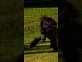 A Breed that Looks like a Toy! | Too Cute! | Animal Planet