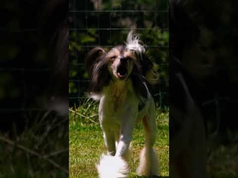 A Breed that Looks like a Toy! | Too Cute! | Animal Planet