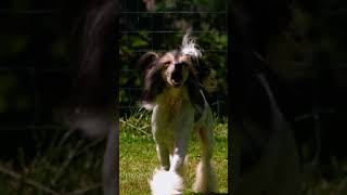 A Breed that Looks like a Toy! | Too Cute! | Animal Planet
Stream Full Episodes of :
https://www.animalplanet.com/tv-shows/
Subscribe to Animal Planet:
https://www.youtube.com/channel/UCkEBDbzLyH-LbB2FgMoSMaQ?sub_confirmation=1
Join us on Facebook:
https://www.facebook.com/AnimalPlanet
Follow Animal Planet on Twitter:
https://twitter.com/AnimalPlanet
Follow Animal Planet on Instagram:
https://www.instagram.com/AnimalPlanet/ A Breed that Looks like a Toy! | Too Cute! | Animal Planet