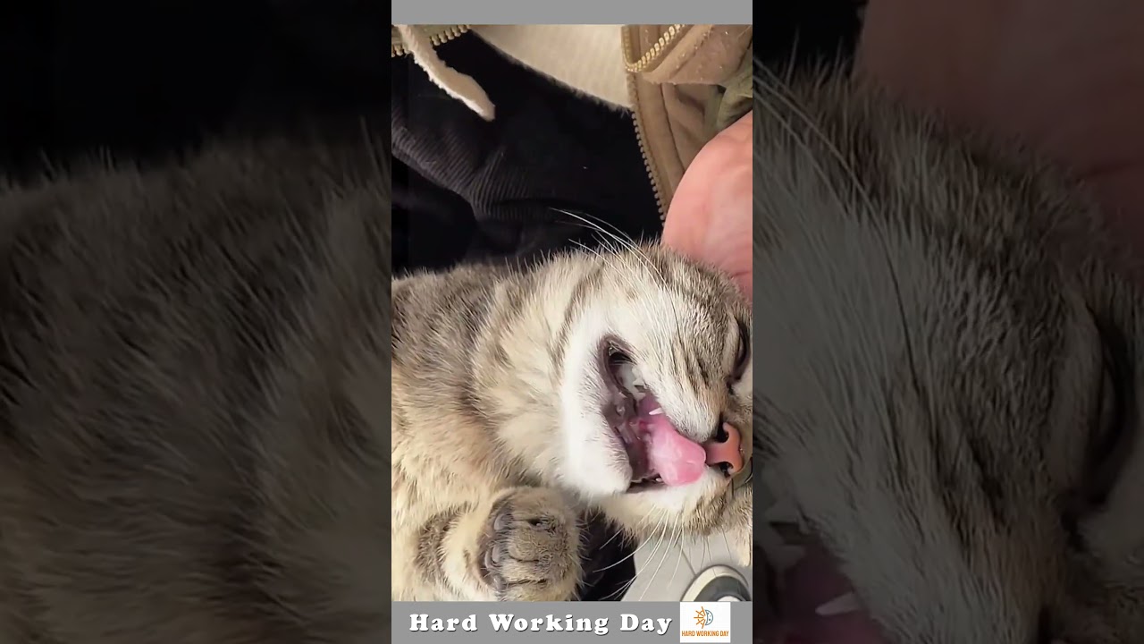 The Process Of Extracting A Cat's Tooth