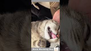 The Process Of Extracting A Cat's Tooth