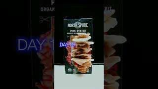 Pink Oyster Mushroom Timelapse! | Spray &amp; Grow Kit