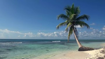Relaxing 3 Hour Video of A Tropical Beach with Blue Sky White Sand and Palm Tree