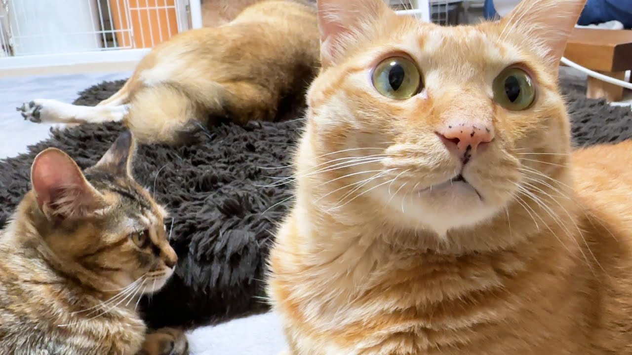 子猫に愛情表現が伝わらなかった兄茶トラ猫の驚きの表情はこちらです 