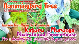Hummingbird Tree(Kathuru Murunga) For a healthy life,grow this in your garden. #garden