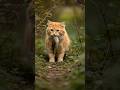 wait for hunt #DreamScreenAI #ai #cat