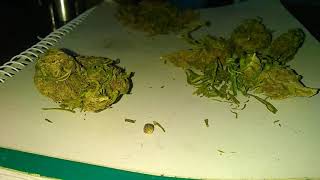 Moby Dick Lemon Haze Semillas OG Kush Germinadas