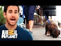 Como impedir seu cão de comer lixo do chão | SOS! Meu pet come mal | Animal Planet Brasil