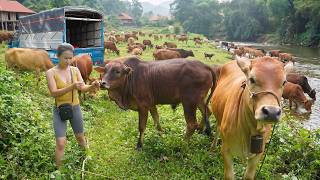 Buy Many Cow from Farmers in the Highlands, Use Truck Transport Cows Go To Sell for Trader