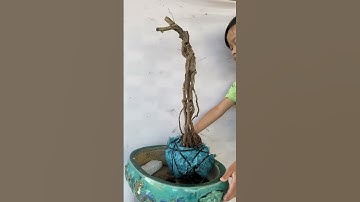 Da bán)? M37 gl ae một cây Nguyệt quế rừng lá nhỏ giá 300k ib hoạt lh 0335772427 Zalo