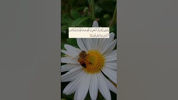 سورة النحل بتلاوة الشيخ سعد الغامدي #قران_كريم #سورة_النحل #الشيخ_سعد_الغامدي #fyp