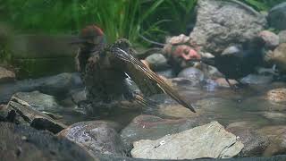 A Flicker takes a bath #birds