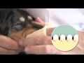 PETKISS／商品紹介ビデオ／2分40秒／ライオンPETKISS　商品紹介ビデオ（字幕付き動画：字幕でご覧になりたい方は字幕ボタンをクリックしてください）