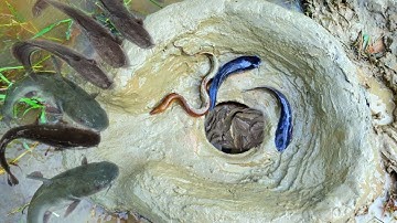 Using Pot to build hole fish trap/Creative hole fish trap.