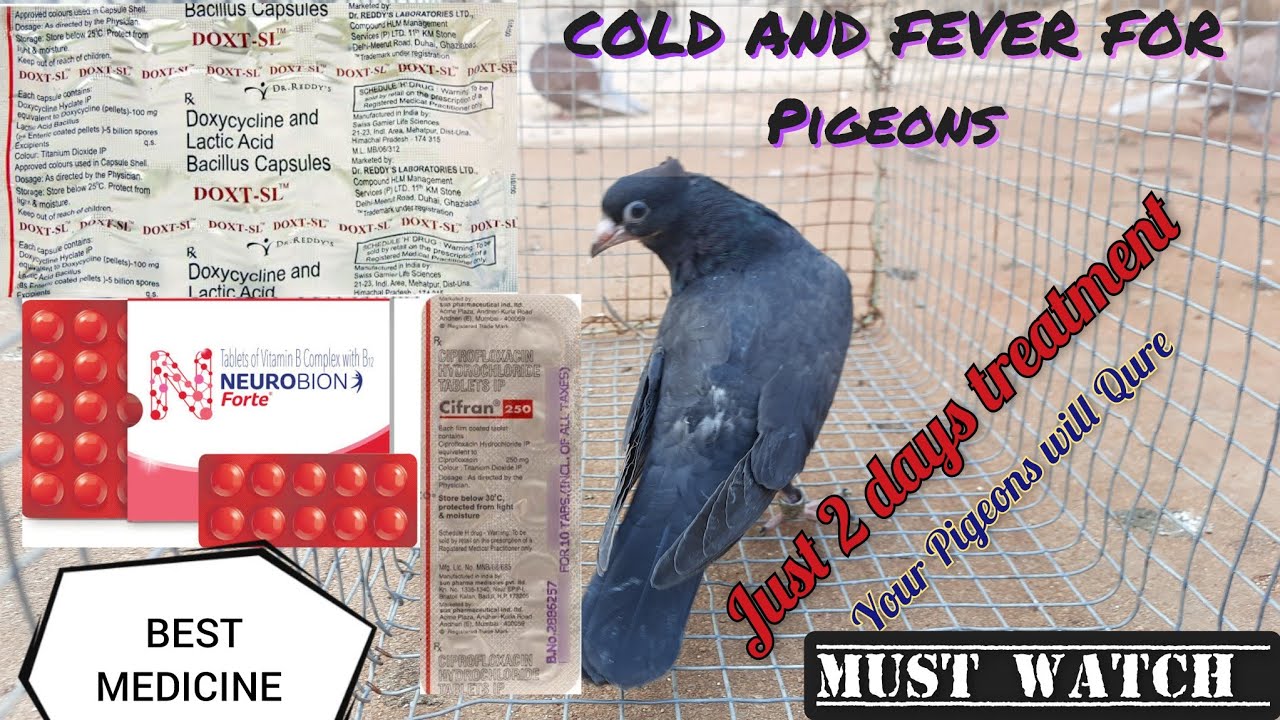 🥶Cold and Fever Medicine for Pigeons🕊How to cure Pigeon cold🔥Best