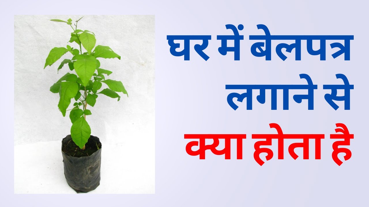 घर में बेलपत्र लगाने से क्या होता है ghar mein bel patra lagane se
