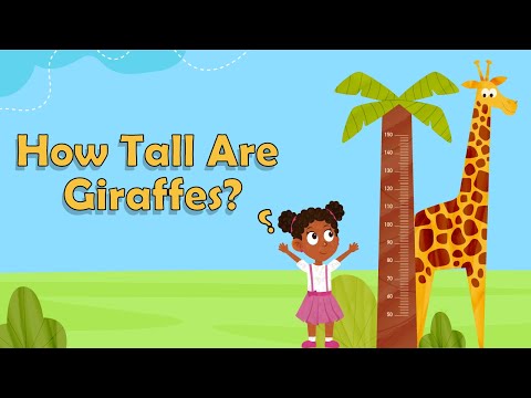 How Tall Are