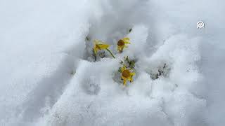 Muşta Kar Ve Sis Etkili Oldu