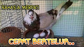 Cara agar merpati Betina cepat bertelur