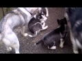 picking up our Siberian Husky Puppy