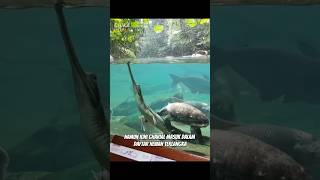 Buaya Gharial vs kura-kura😲😱 #gharial #crocodile #trending #shorts #dhikacirebon