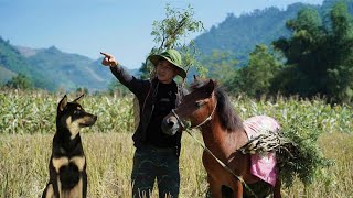 CEO Trieu Dan and his friends' journey to find precious herbs