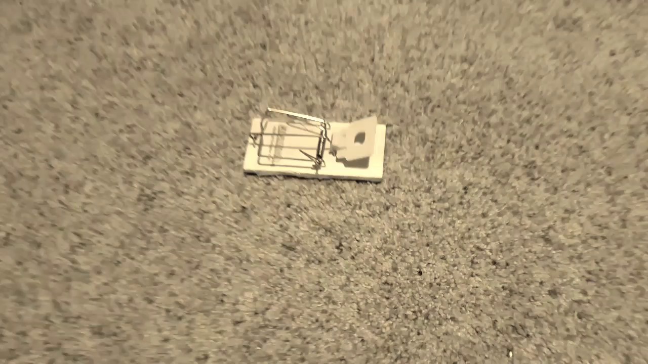 Floor Crawler .mp4 YouTube
