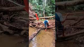 One Deadly Spear Throw! Massive Deer Hunt in the Deep Jungle#deer #spearhunting