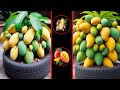 Grafting Mango Trees for Farter Growth &amp; More Fruit!