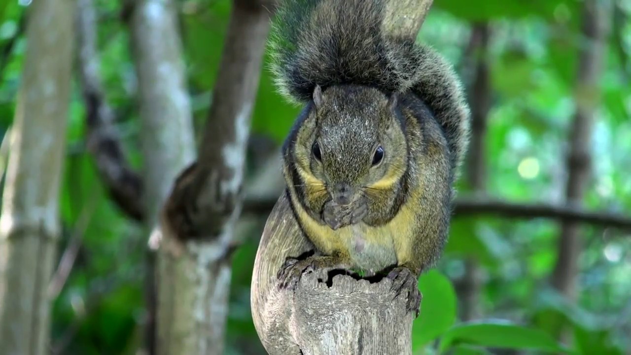 The Red-Tailed Squirrel 2.0