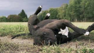 American Staffordshire Terrier  Jasper